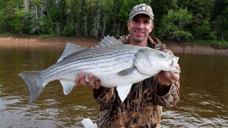 Striped bass—caught and released—in the Shubenacadie River. 