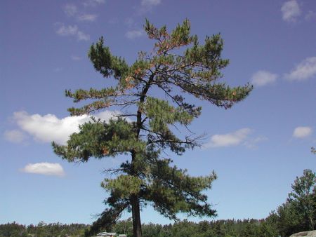 Jack Pine Photo: Jonathan