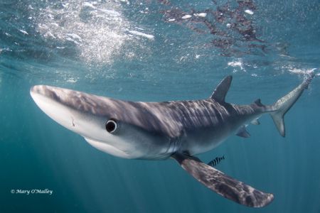 The blue shark is among the most common in Atlantic Canada. Though often portrayed as man-eaters in the media, sharks rarely attack people. In fact, for every one person killed by a shark, 20 million sharks are killed by people. You are more likely to be killed by a dog bite, a collapsing sand hole or a lightning strike than you are to be killed by a shark. Mary O'Malley photo