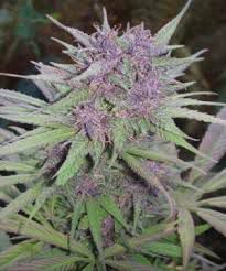 John's crop of Purple Haze is ready for harvest. [All photos: J. Lawson]