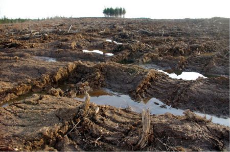 A draft resource management plan issued by the Department of Natural Resources shows large tracts of land in Western Nova Scotia opened up to forestry activities counter to the recommendations of its own scientists.  Photo Ecology Action Centre