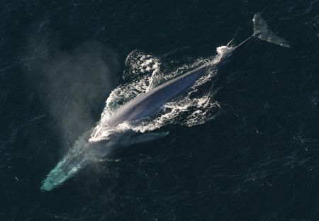 The Gulf of St Lawrence is an annual feeding ground for the critically endangered blue whales living in the Northwest Atlantic Ocean. The blue marks indicate where future blue whale critical habitat should be, according to cetacean expert Richard Sears. This map is in no way an official document and the marks are a broad representation of Sears’ predictions. [SOSS photo]