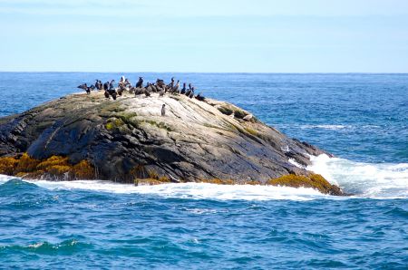 This photo was taken in southern Nova Scotia at Port Joli and gives a spectacular view of local shorebirds. The photographer posted the original photo on his flickr account. [Sam Blackman: photo]