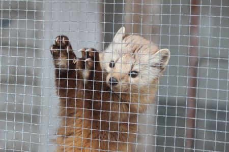 Gretel is a pine marten living out her days at the Hope for Wildlife rehabilitation centre in Seaforth, Nova Scotia, where she mingles with visitors and moves freely through many of the buildings. She’s one of the few pine martens left in Nova Scotia, but with reintroduction efforts and habitat protection underway, this number is gradually increasing.  [Zack Metcalfe photo]