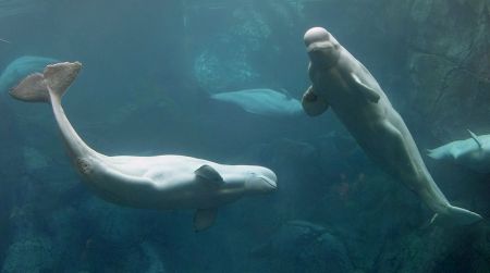 The St Lawrence beluga whales were listed as endangered by the Committee on the Status of Endangered Wildlife in Canada late November of this year, upgrading them from threatened. A staggering 25 per cent of belugas suffer from cancer and their population continues to decline from a number of threats, some known and other unknown. Some estimates say there are fewer than 900 belugas left in Atlantic Canadian waters.     Georgia Aquarium photo