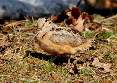 The American Woodcock is one of the early migratory birds starving to death in the Maritimes because of extreme snow cover, which has blocked their access to earthworms and other insects, their primary source of food. Woodcocks, who are nocturnal, have been sighted in broad daylight in desperate search of food. David Currie photo