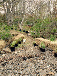 Techniques to slow erosion and lessen human impacts have now been applied to St. Mary's Boat Club in Halifax [Photo: R. Lohnes]