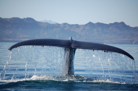 Whales, as the ocean’s largest predators, play a vital role in maintaining marine ecosystem health, partially through their appetites and partially through their excrement. The blue whale, as the largest of all whales, could theoretically exert these positive impacts more than other species, but they are too rare in our ocean’s to do so. [Photo courtesy of the Great Whale Conservancy]