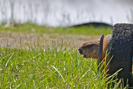 A groundhog in front of one of the effluent settling ponds at Boat Harbour. [Photo: M. Howe]