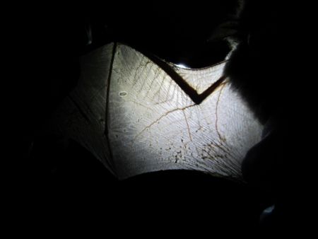 Researcher looking for WNS scarring on a bat wing in Nova Scotia. (Alicia Irwin photo)