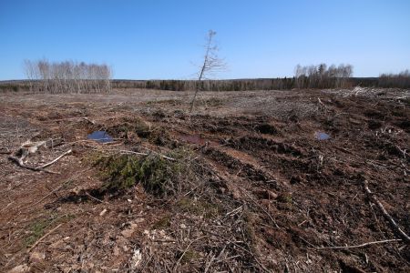 Poor soils, acid rain and a history of clearcutting make Nova Scotia's forests vulnerable to aggressive harvesting practices, a biologist argues. Yet the Department of Natural Resources is not releasing a scientific report that identifies where not to clearcut. Photo Raymond Plourde / Ecology Action Centre