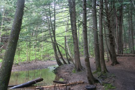 Old growth, not just on the West Coast.  The Kentville Ravine is just one of the remaining pockets of old growth forest left in Nova Scotia. Photo Robert Devet