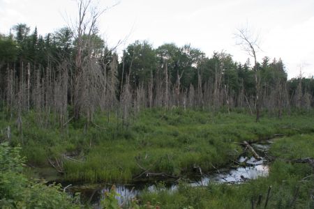 Terrain in line 5 is relatively pristine, and comprises traditional Mi'kmaq hunting grounds. [Photo: Miles Howe]