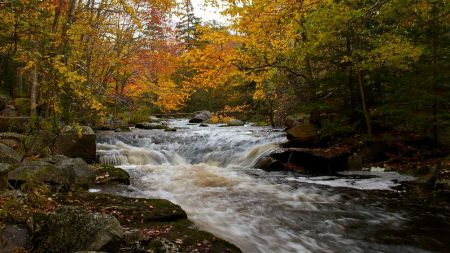 DNR intends to permit clearcutting of three lots bordering the Ingram River at St. Margaret's Bay, jeopardizing the river itself and a wildlife corridor, activists charge.  Photo St. Margaret's Bay Stewardship Association, 