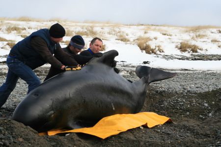 The Marine Animal Response Society (MARS) can be thought of as the St John Ambulance of the sea, responding to marine animals in crisis, conducting first hand research wherever possible and instructing interested parties in the ways of animal rescue. Photo Courtesy of the Marine Animal Response Society