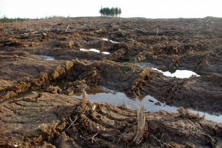 Whole-tree clear-cut harvesting is the cheapest way to get biomass material to produce energy. photo: Jamie Simpson