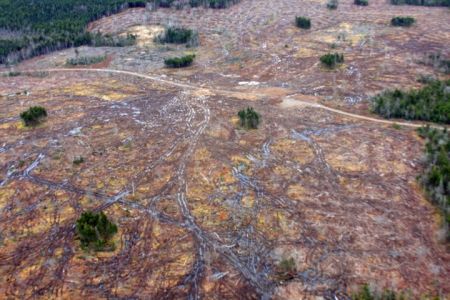 Northern Pulp has a license to 80,000 hectares of Nova Scotia's Crown land.  photo: Jamie Simpson