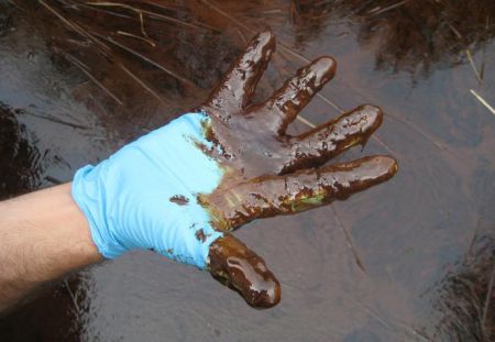 Oil from the Deepwater Horizon oil spill in the Gulf of Mexico on Louisiana's shores.  Photo Office of the Governor of the State of Louisiana