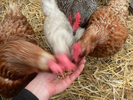 A legal review revealed that there is nothing to stop a person from keeping chickens in Peninsula Halifax. Photo Jen Stotland