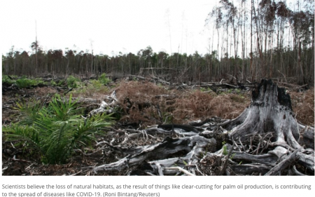 Scientists believe the loss of natural habitats, as the result of things like clear-cutting for palm oil production, is contributing to the spread of diseases like COVID-19. (Roni Bintang/Reuters)