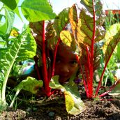 M., at Five has never known a time when there was no Greystone Garden, and has a lovely relationship with the plants, soil and insects in a healthy growing environment.