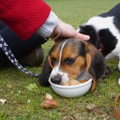 Peasants Day protest feeds for free