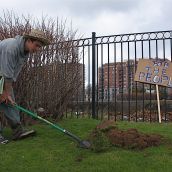 Beale digs a hole in the public space to make room for a garden.