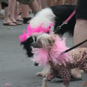 A Parade - Halifax Pride Parade Pageantry