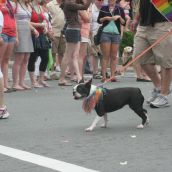 A Parade - Halifax Pride Parade Pageantry