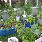 CAFs container-grown vegetables displayed lots of delicious, ready to harvest vegetables.