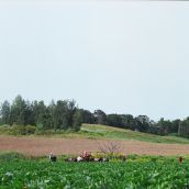 Vermeulen Farms - Zucchini Field, Pictured: Luis Conde Mendoza, Arturo Hernandez-Perez, Leonor Chimal Amador, Veatrice Salgado Perez.  Photo: Ryan Buckley