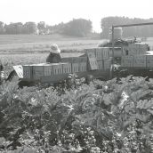 Vermeulen Farms - Zucchini Field, Pictured from L to R: Veatrice Salgado Perez, Leonor Chimal Amador. Photo: Heather Cosidetto