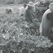 Vermeulen Farms - Zucchini Field, Pictured from L to R: Luis Conde Mendoza, Arturo Hernandez-Perez, Leonor Chimal Amador, Veatrice Salgado Perez.  Photo: Heather Cosidetto