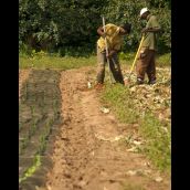 Taproot Farm, Pictured from L to R: Aeon and Kingsley.  Photo: Patrick Little