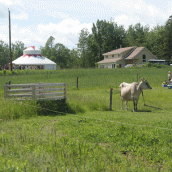 "When you crest the hill, the camping is to the right, where all the tents and the cow are.  You can see the big workshop yurts behind - that is where the opening circle will be." 