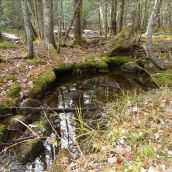 Members of the group believe that the lands may well be habitat for the protected Blanding's Turtle.  Photo contributed. 