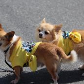 Cutest militant dogs. Photo Simon de Vet