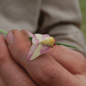 On Saturday night, David's door was covered in fuzzy pink and yellow moths.  Even their legs were fuzzy, pink and yellow.  Ain't life special sometimes?