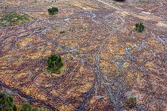 Aerial View of Whole Tree Biomass Harvest near Upper Musquodoboit. Brought to you by Northern Pulp. Photo by Jaime Simpson.