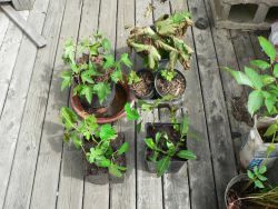 Hawthorn, mulberry and red and black currant prepared for rooting for Transition Bay St Margarets