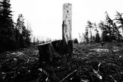 Boscobel Lands Clearcut Devastation - Poems and Picture