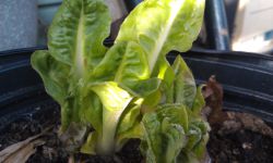 The endive returns to bitter-tasting life in spring's sunlight