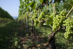 Vitis vinifera is a more difficult species of grape to grow in the Maritimes because it is not as suited to our environment, but it will thrive in some sites, like this Chardonnay at Lightfoot & Wolfville vineyard in the Annapolis Valley. photo: Moira Peters