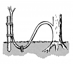 A buried tree branch takes root befofe being separated and planted out