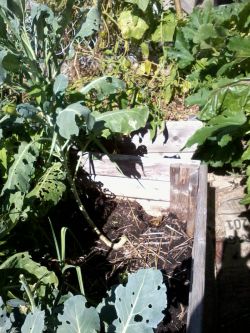 Broccoli thrives in 6" of soil. I filled this bed with fresh horse manure, and then a year later topped it up with bagged manure from a grocery store.